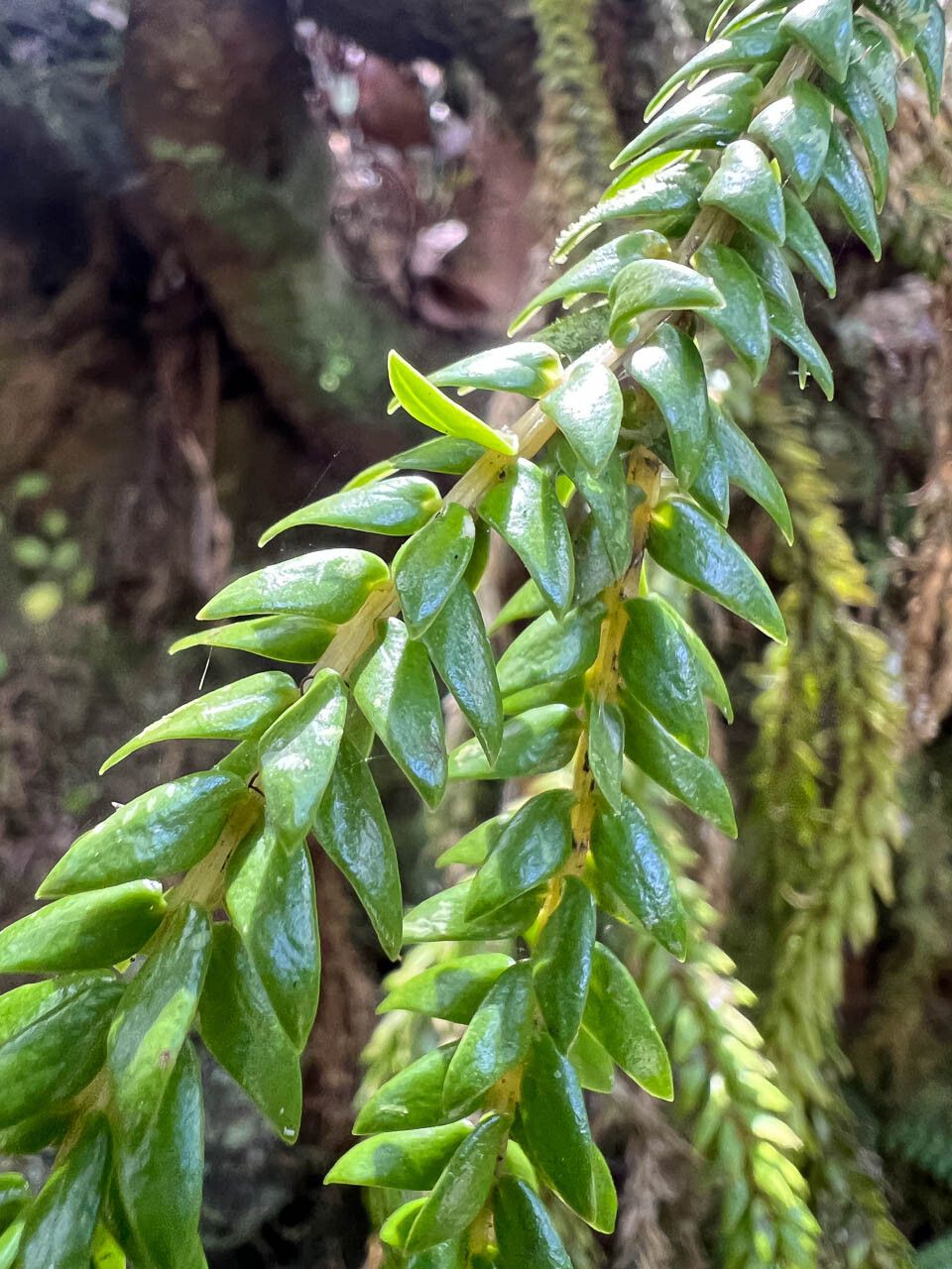 Phlegmariurus carinatus — related species from the same genus