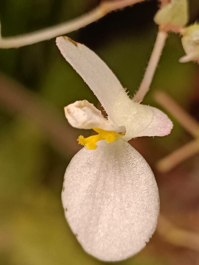 Begonia × ricinifolia flower