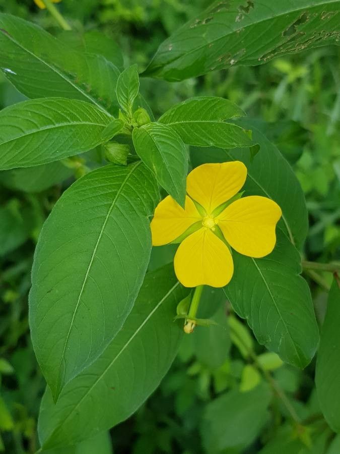 Ludwigia alternifolia flower