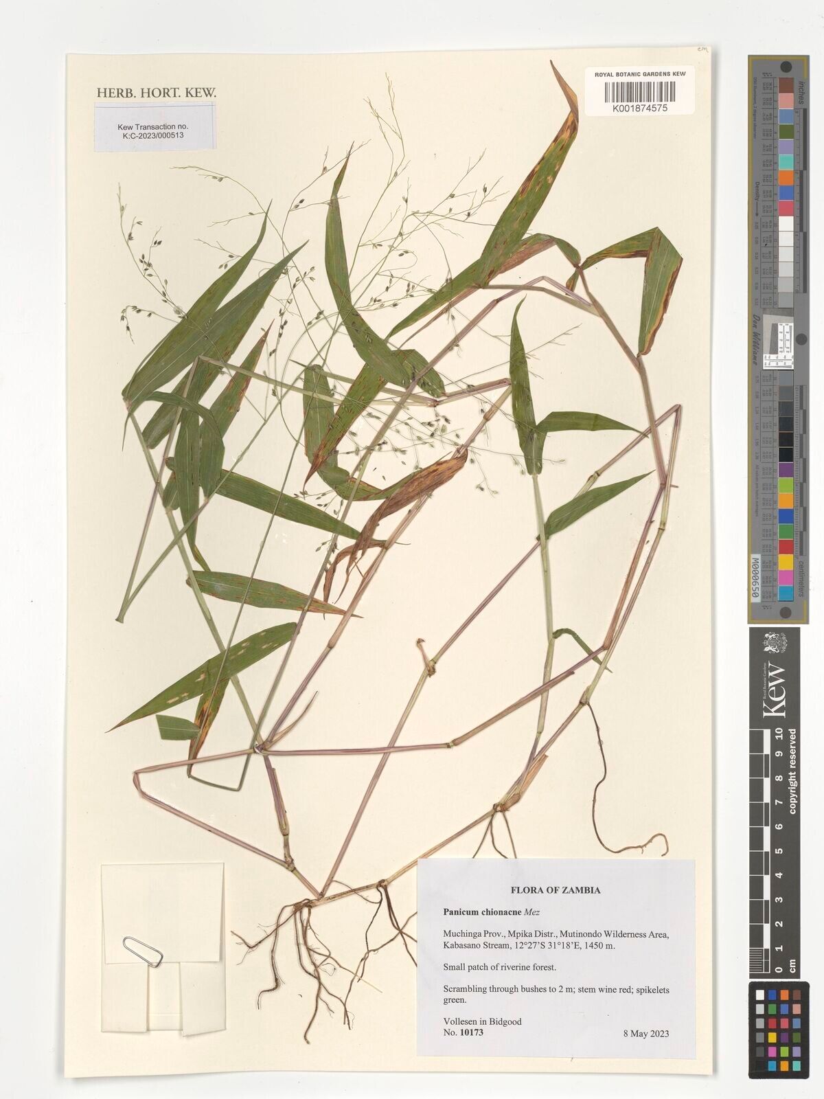 Panicum chionachne — houseplant care guide