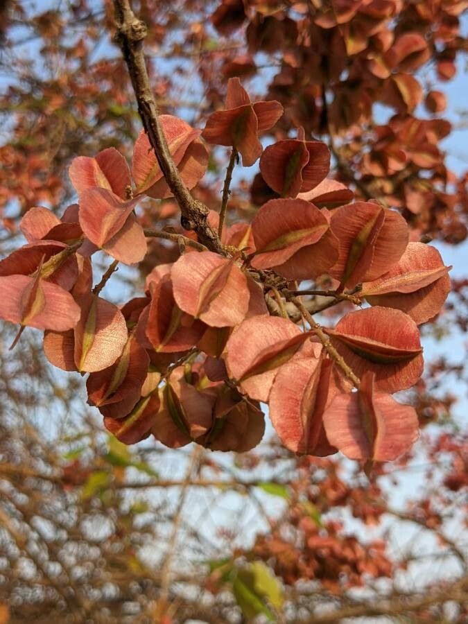 Combretum apiculatum fruit