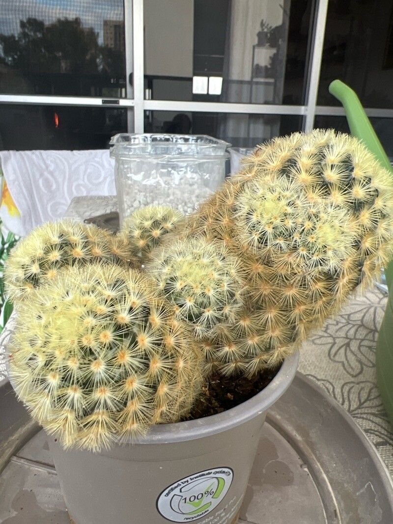 Mammillaria carmeniae — search result for 'Mammillaria'