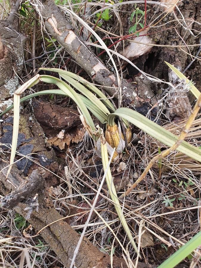 Eulophia petersii habit