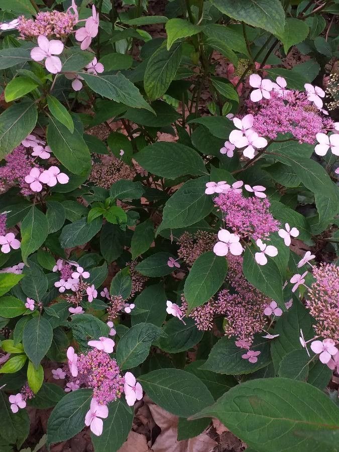 Hydrangea serrata flower
