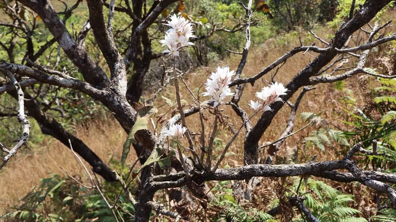 Dendrobium barbatum — houseplant care guide