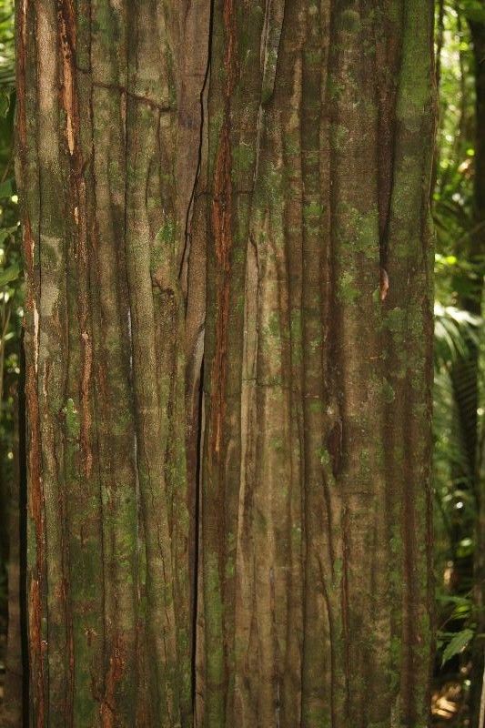 Chamaecrista apoucouita bark