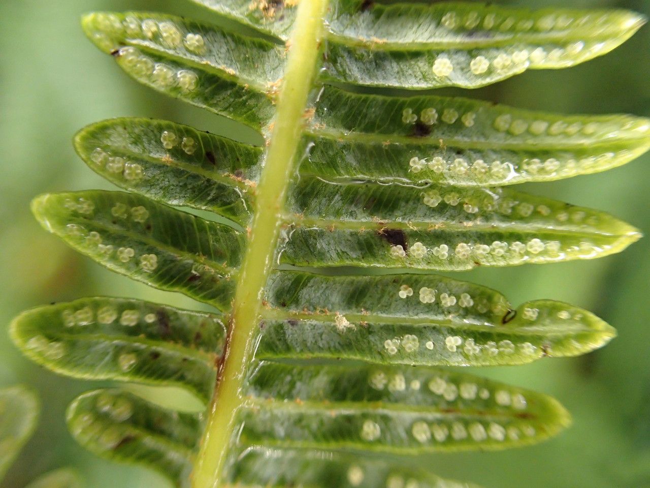 Sticherus flagellaris fruit