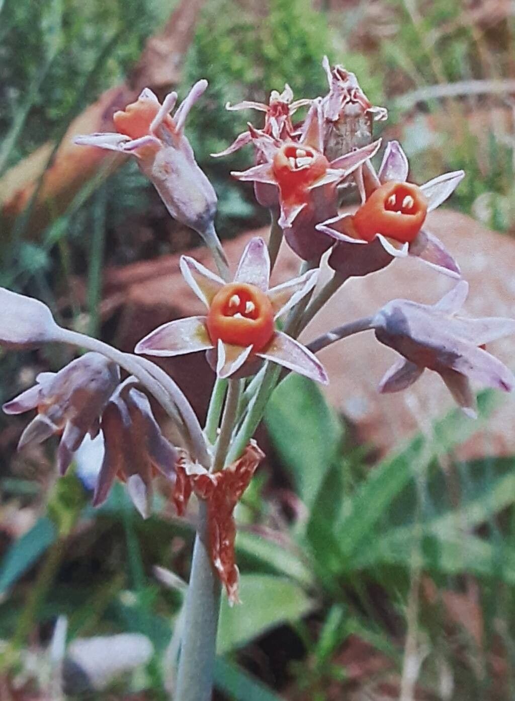 Tulbaghia acutiloba — related species from the same genus