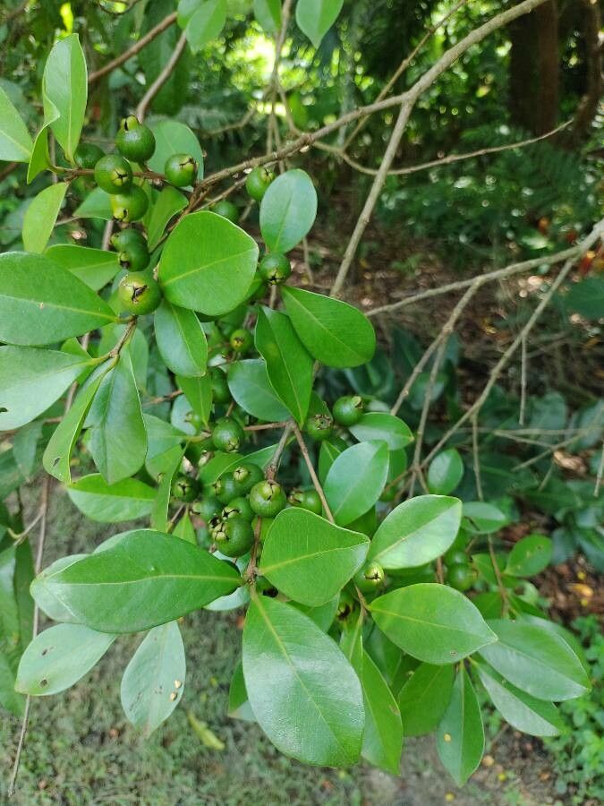 Psidium cattleyanum