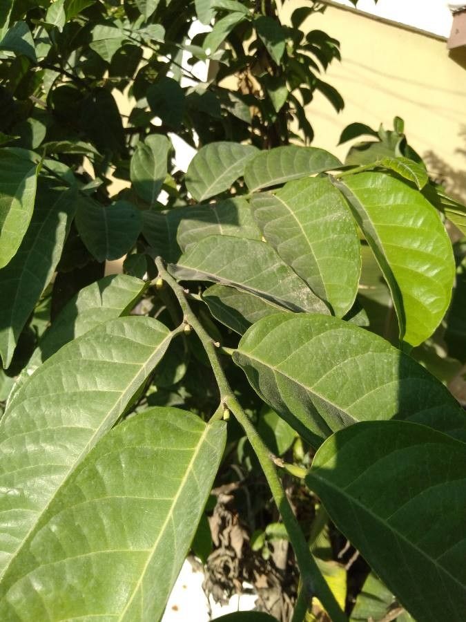 Artocarpus nitidus leaf
