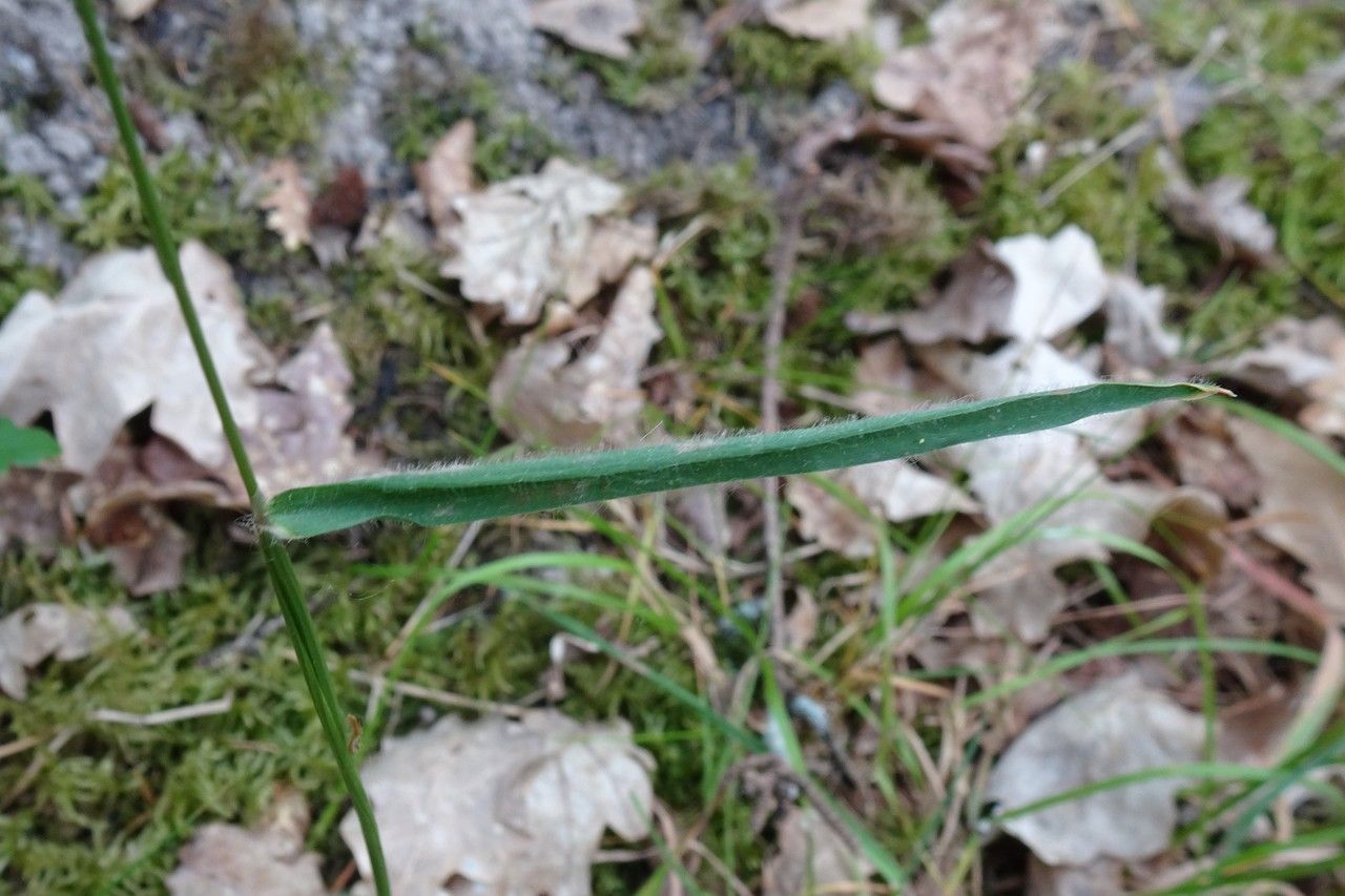 Anthoxanthum odoratum — search result for 'Poaceae'