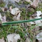 Anthoxanthum odoratum