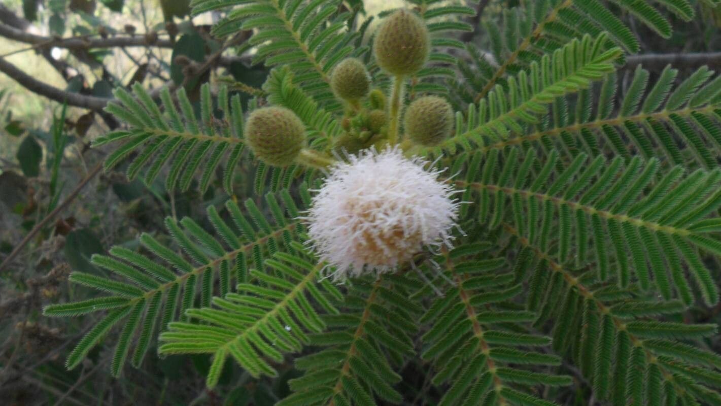 Mimosa regina flower