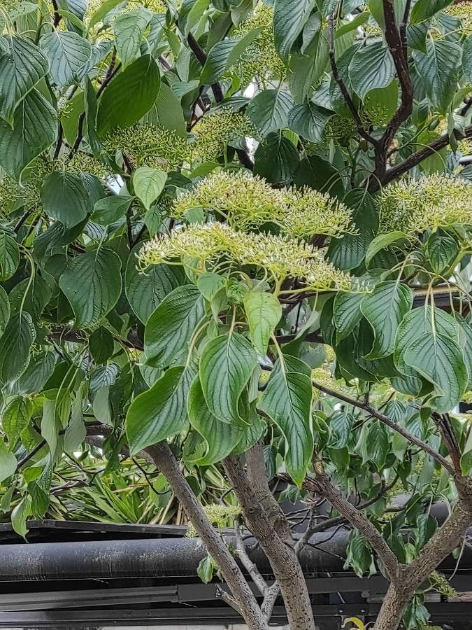 Cornus macrophylla flower