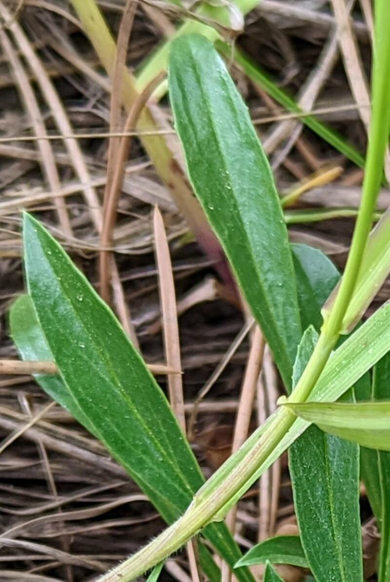 Penstemon virens — search result for 'Penstemon'