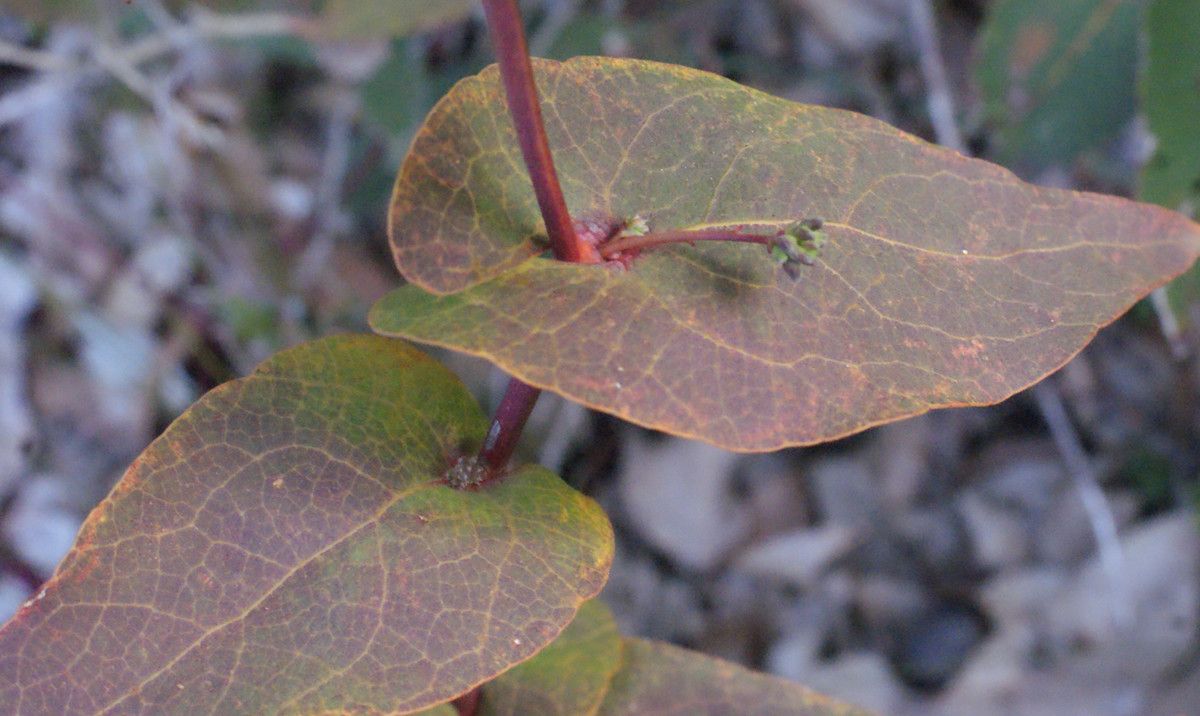 Daviesia cordata leaf