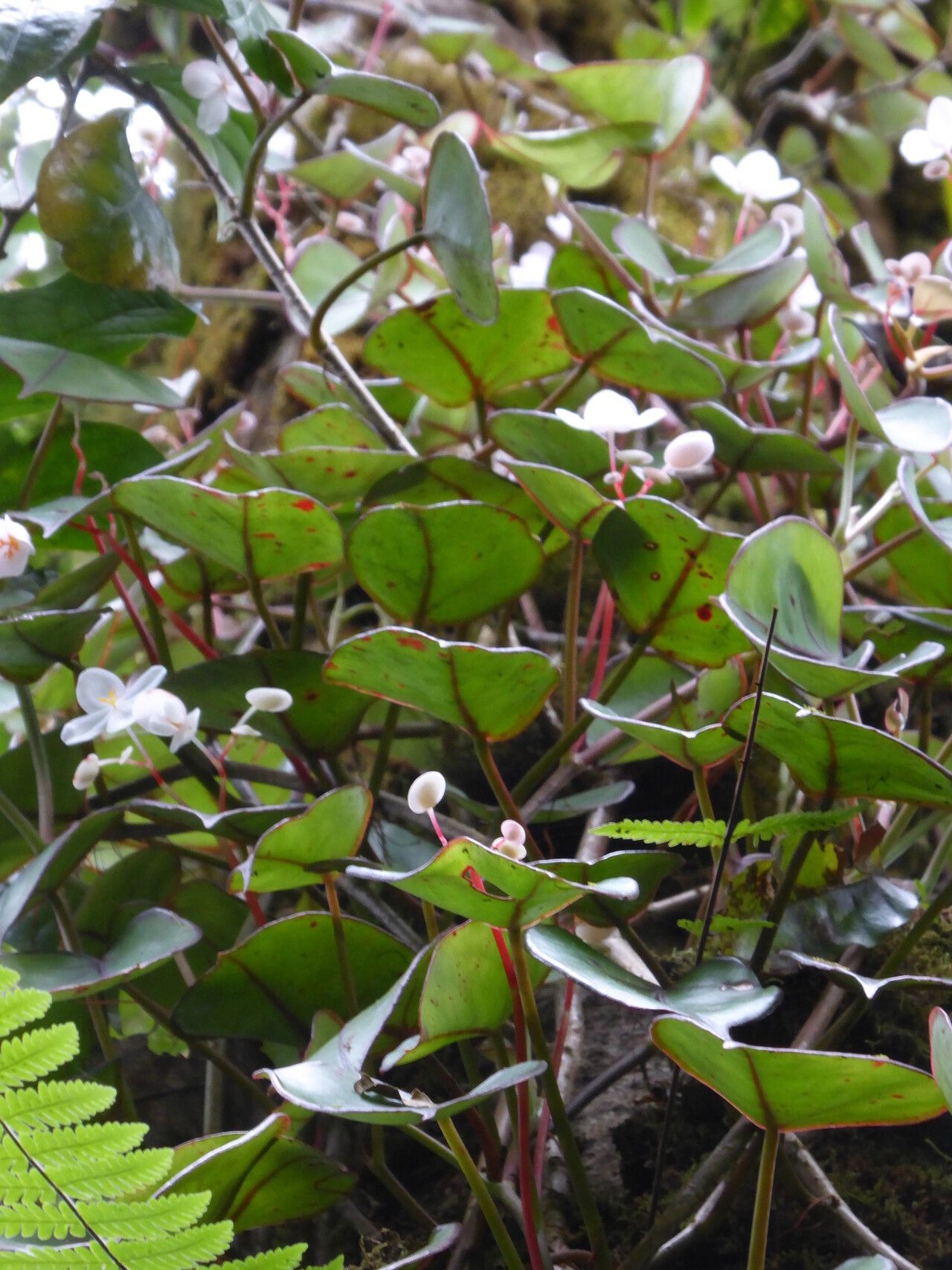 Begonia subalpestris habit
