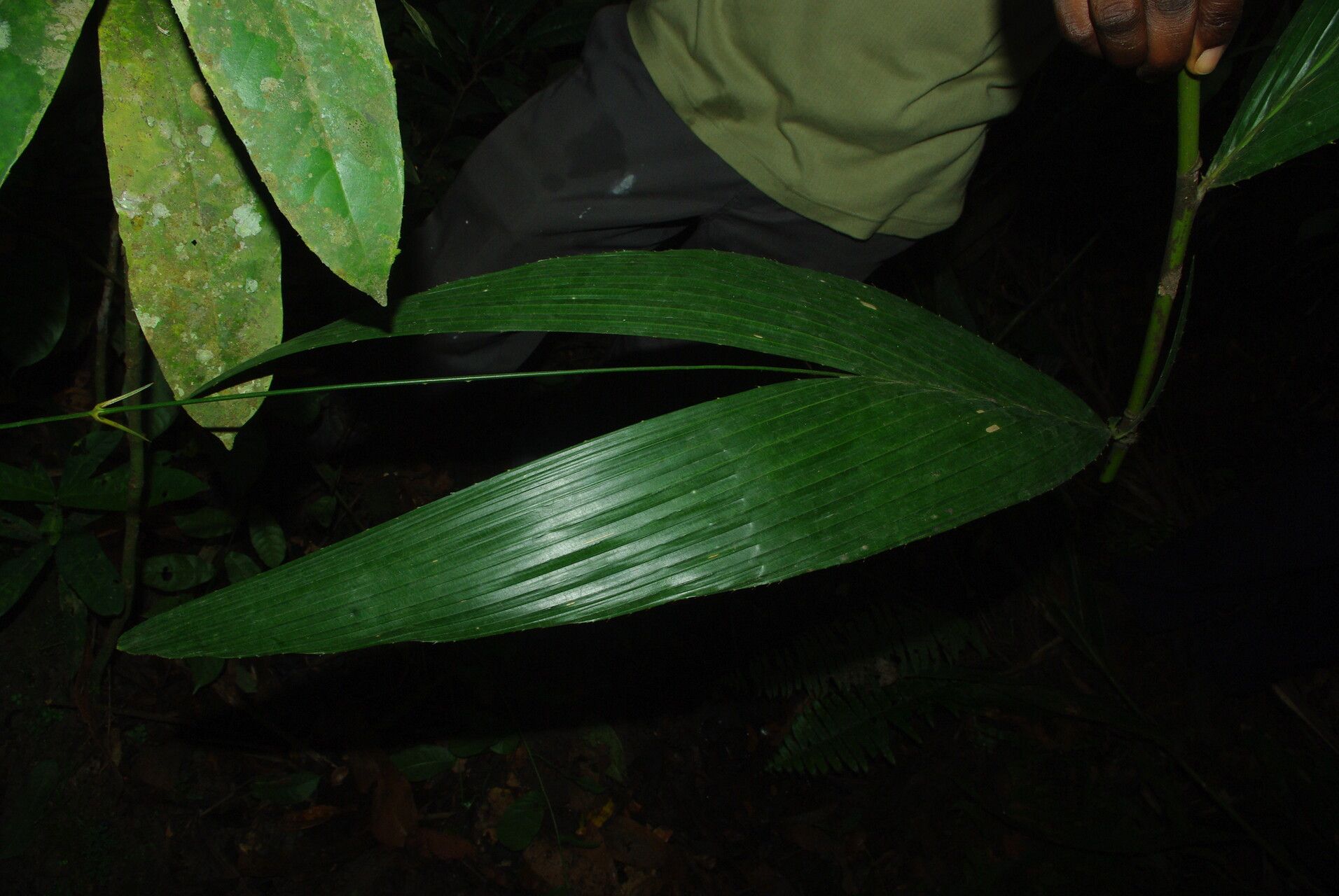 Eremospatha macrocarpa — houseplant care guide