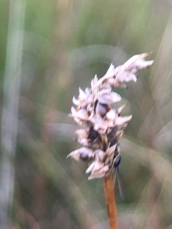 Sesleria caerulea flower