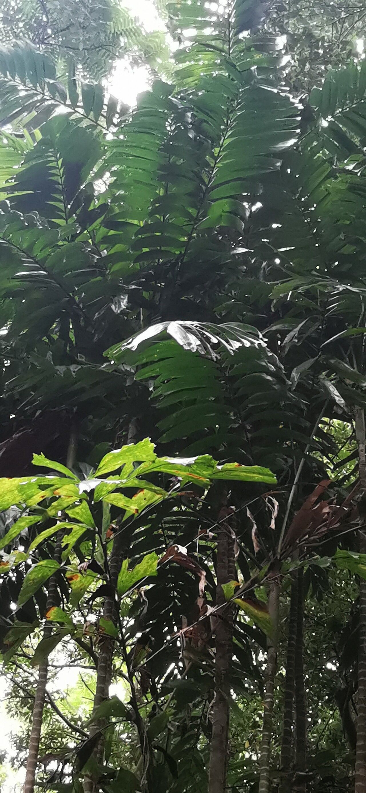 Ptychosperma furcatum habit