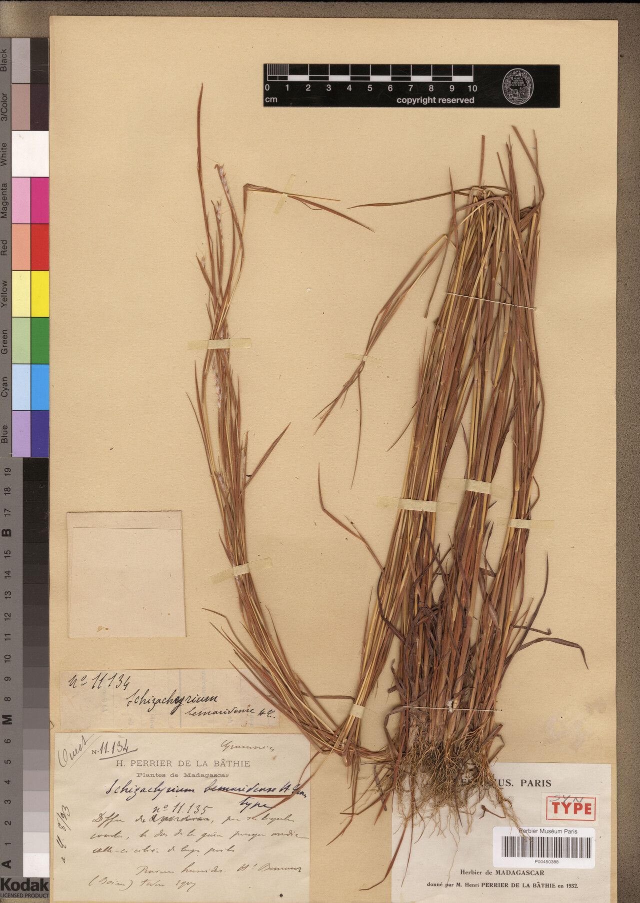 Schizachyrium bemarivense — related species from the same genus