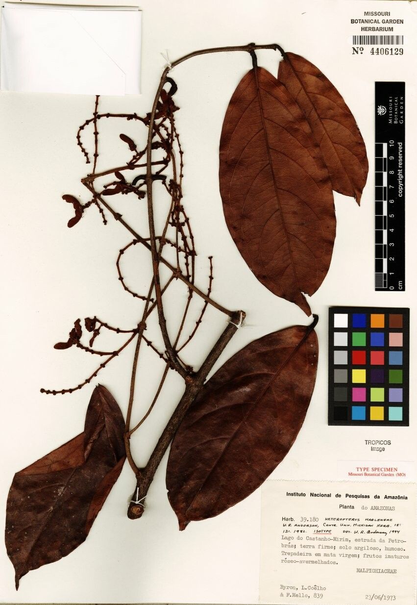 Heteropterys marleneae — houseplant care guide