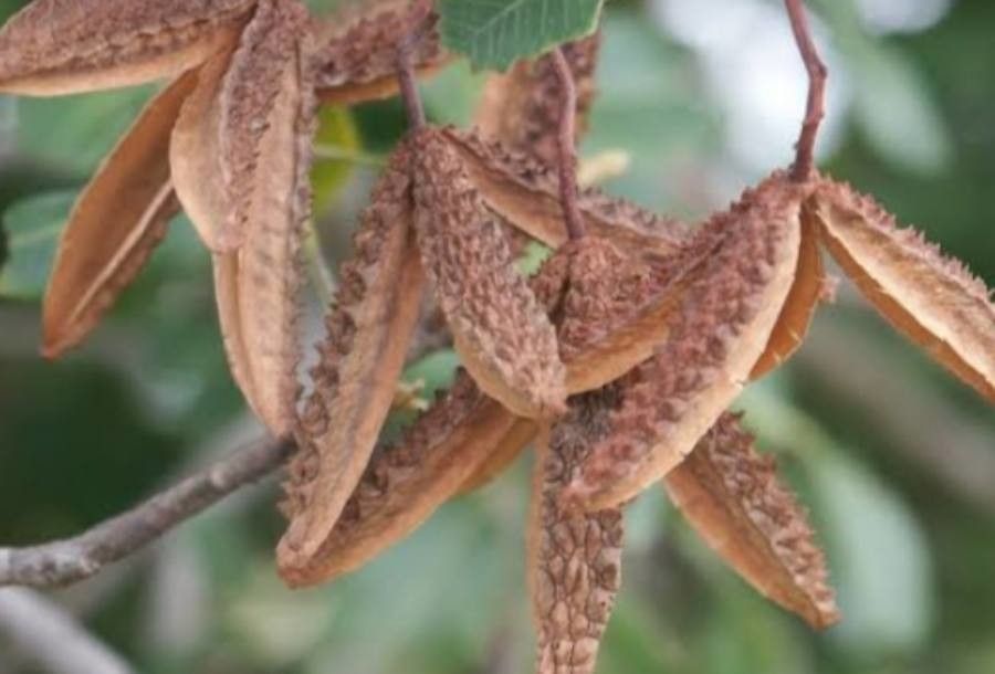 Flindersia collina — related species from the same genus