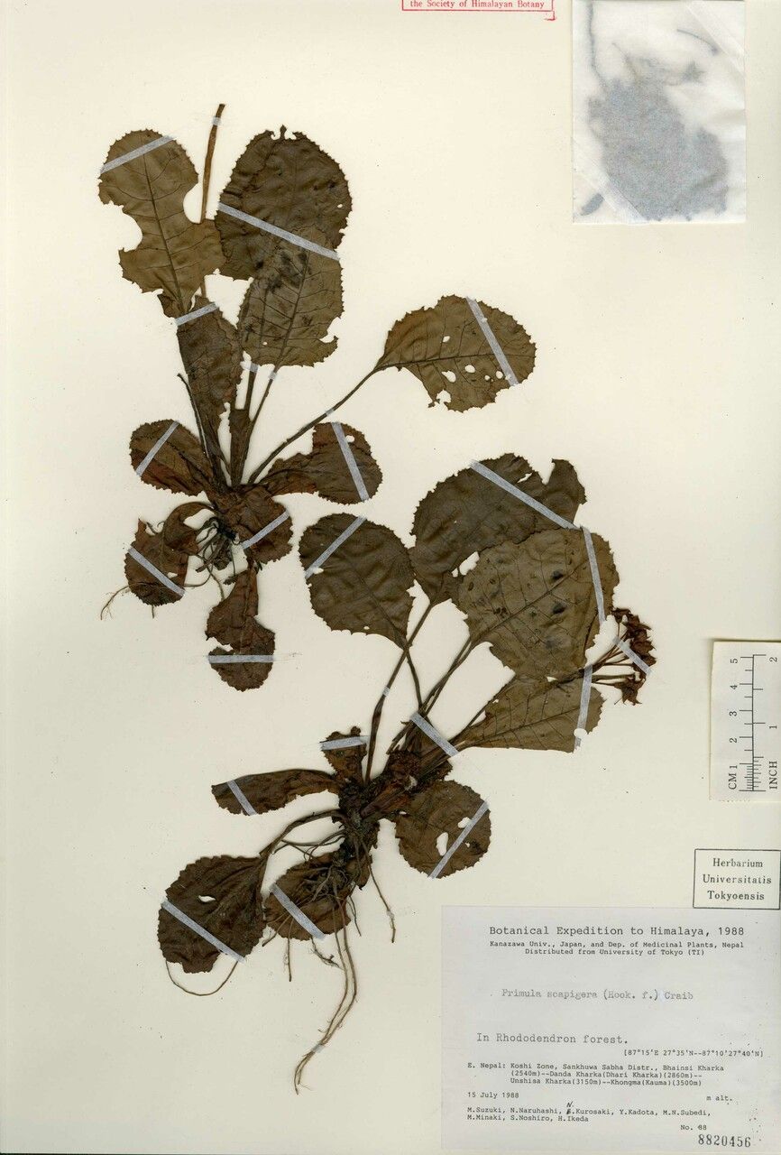 Primula scapigera other