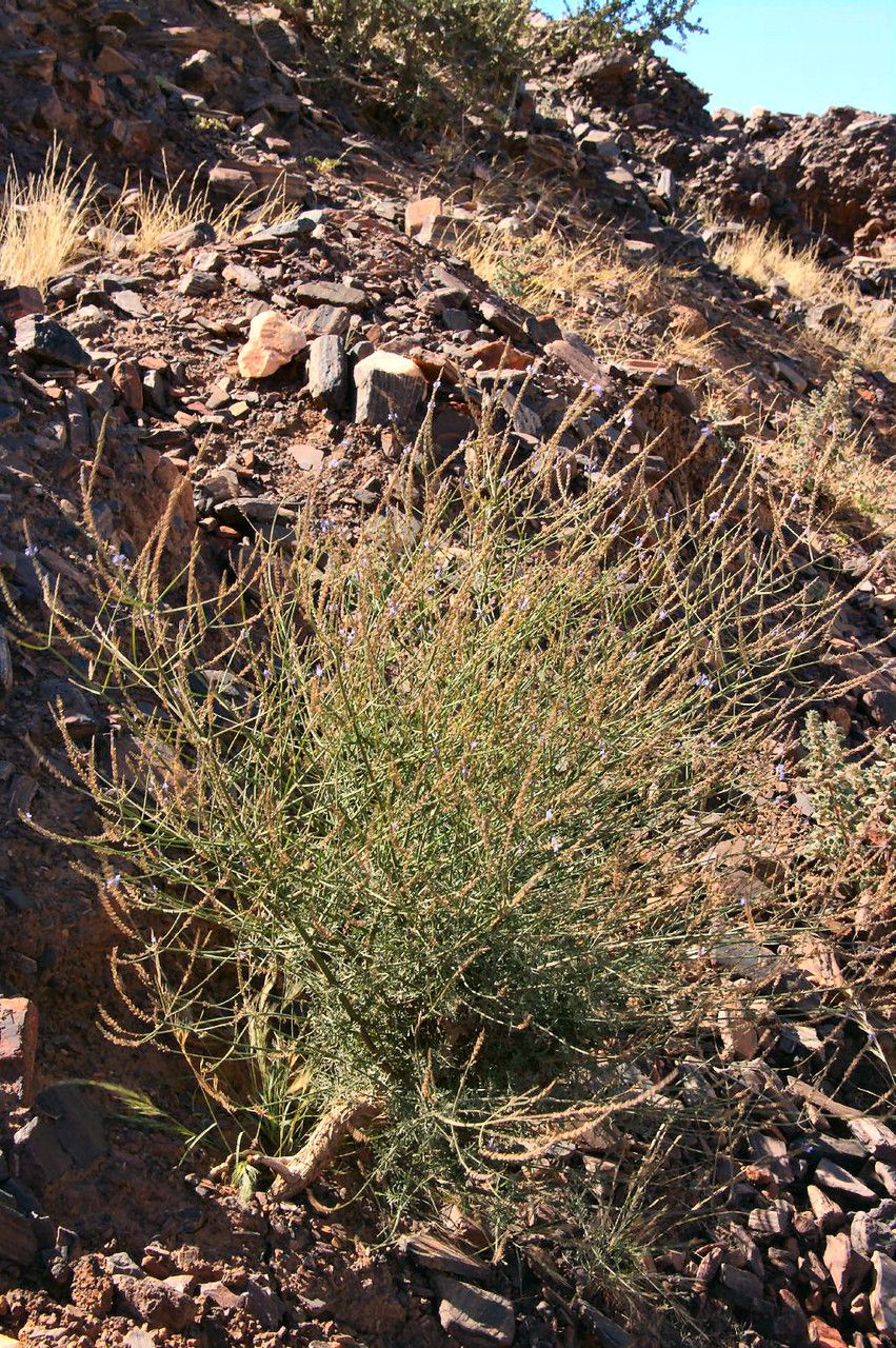 Lavandula coronopifolia habit