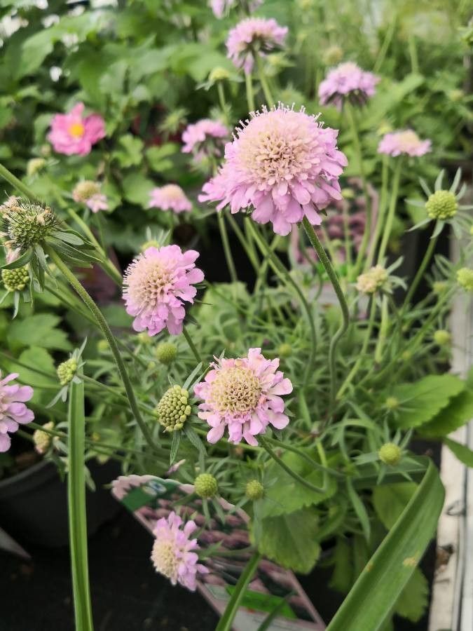 Scabiosa japonica habit