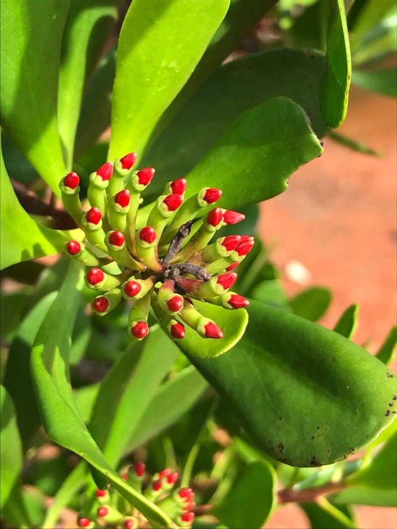 Lumnitzera littorea flower
