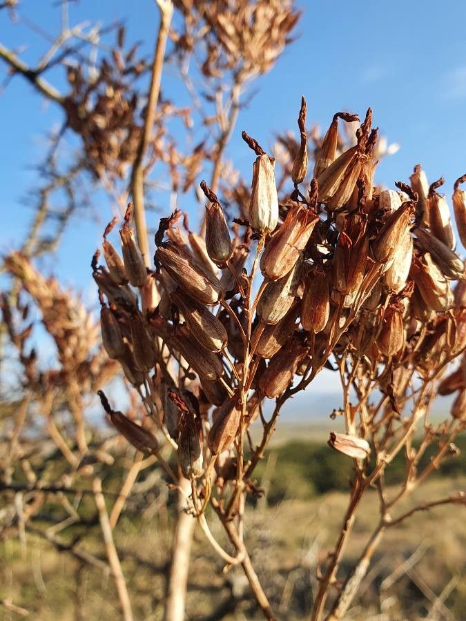 Kalanchoe mitejea fruit