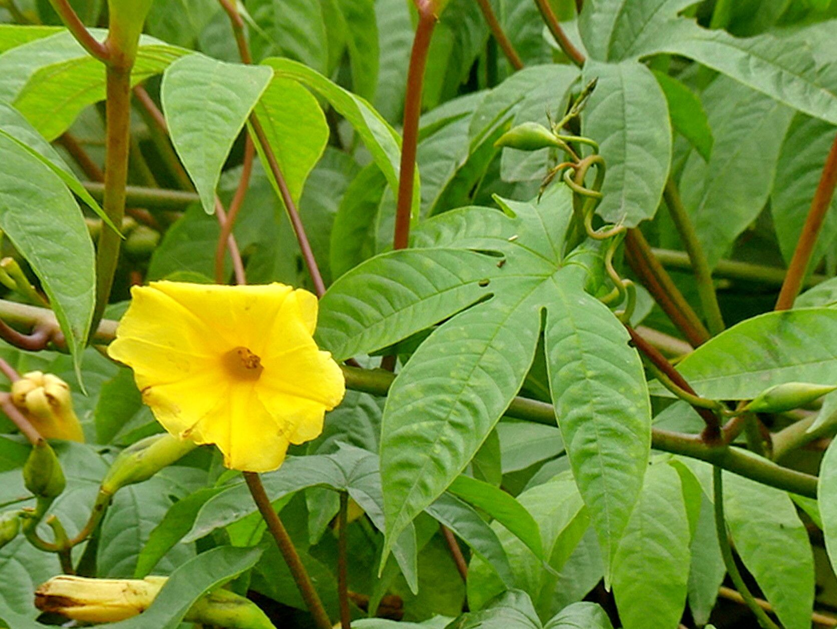 Distimake tuberosus flower