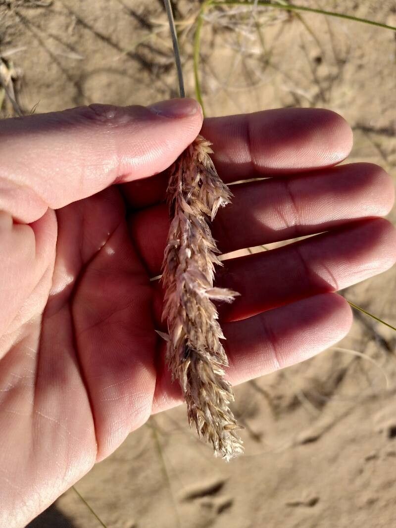 Calamagrostis alba fruit