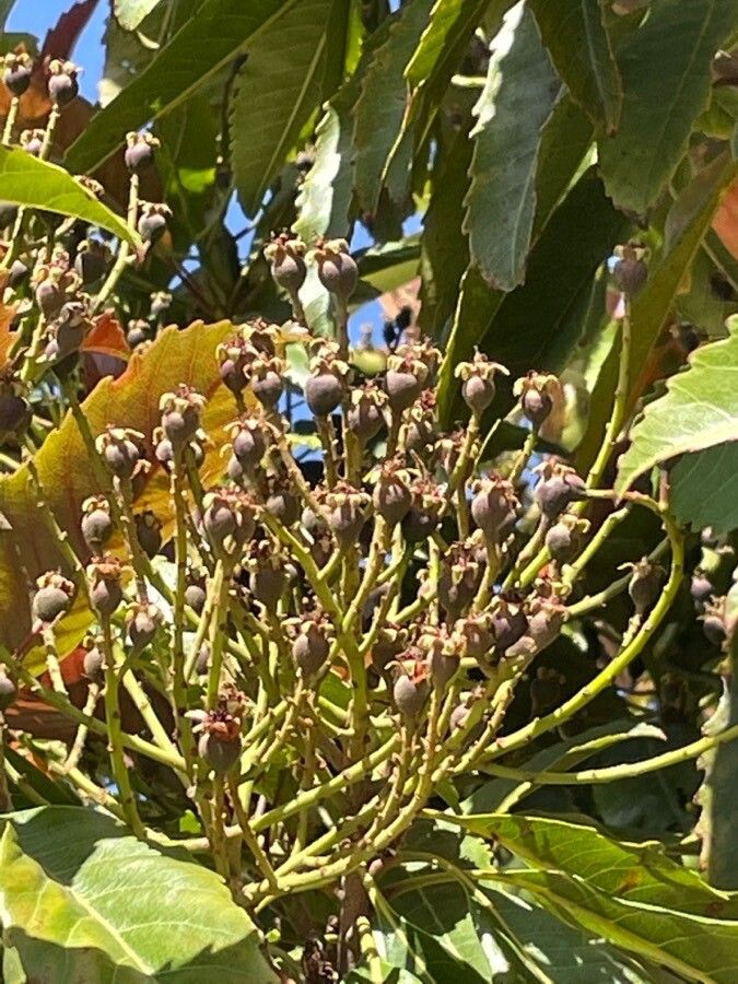 Eriobotrya deflexa fruit