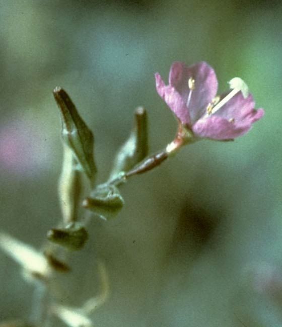 Epilobium nevadense flower
