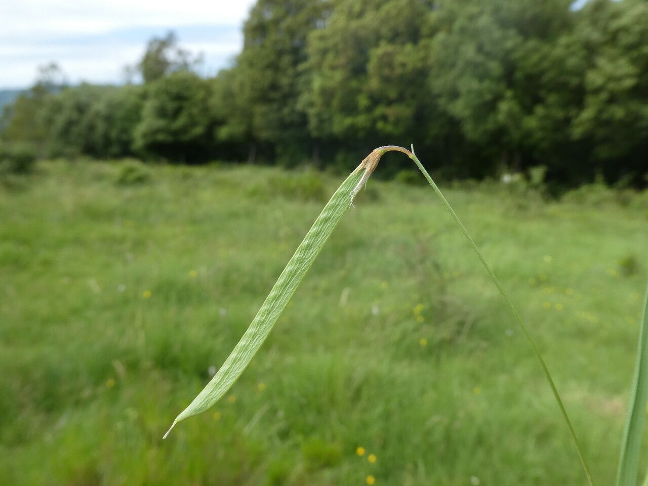 Lathyrus nissolia fruit