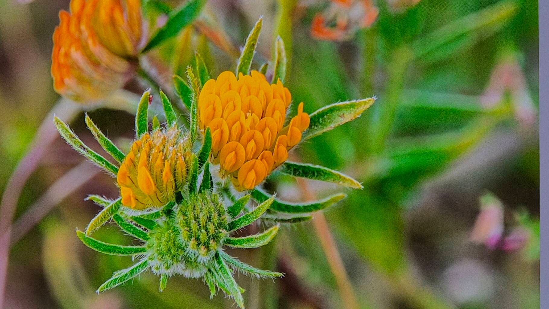 Anthyllis hamosa flower