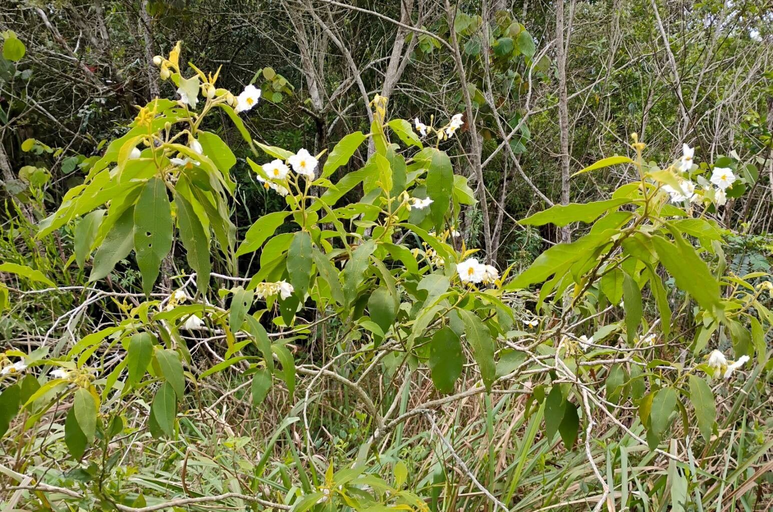 Solanum variabile habit