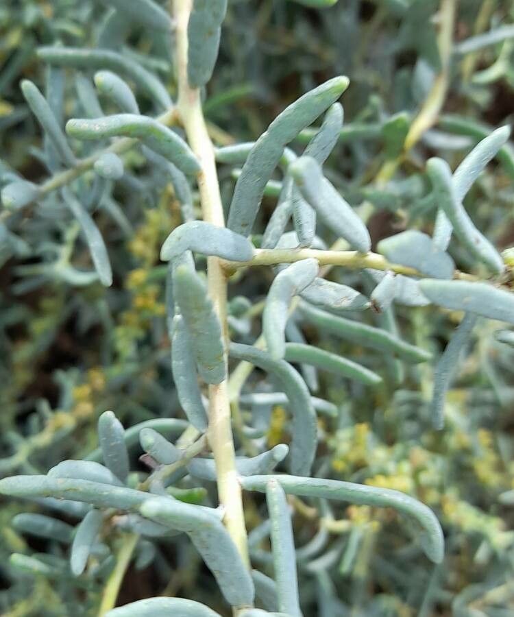 Suaeda divaricata leaf