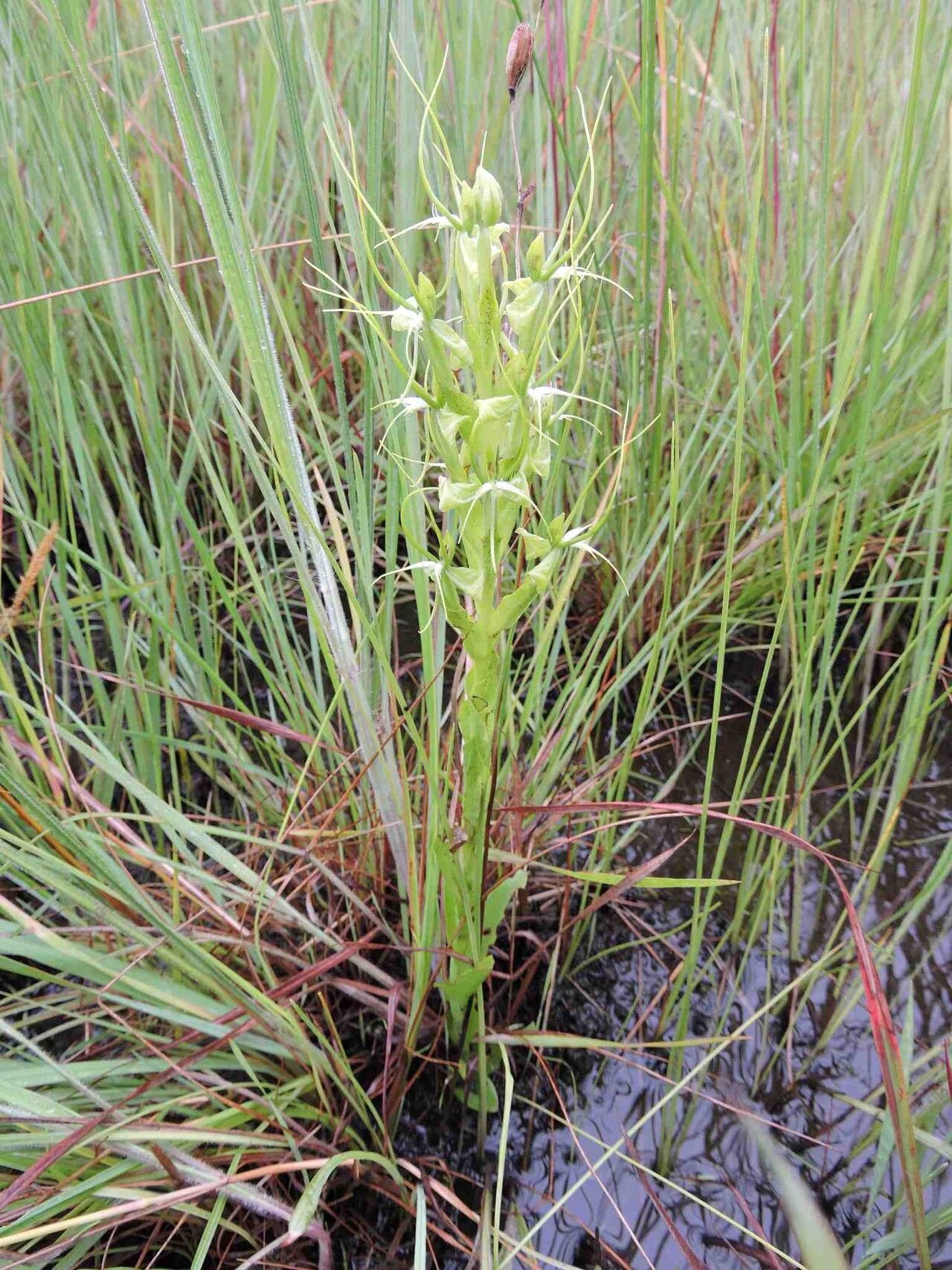Habenaria cornuta — houseplant care guide