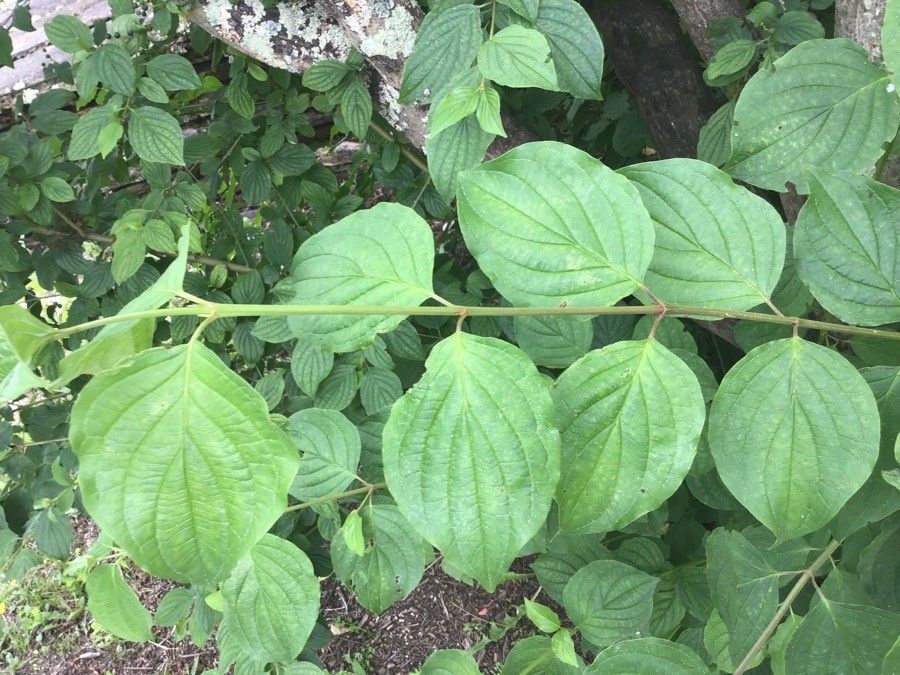 Cornus controversa