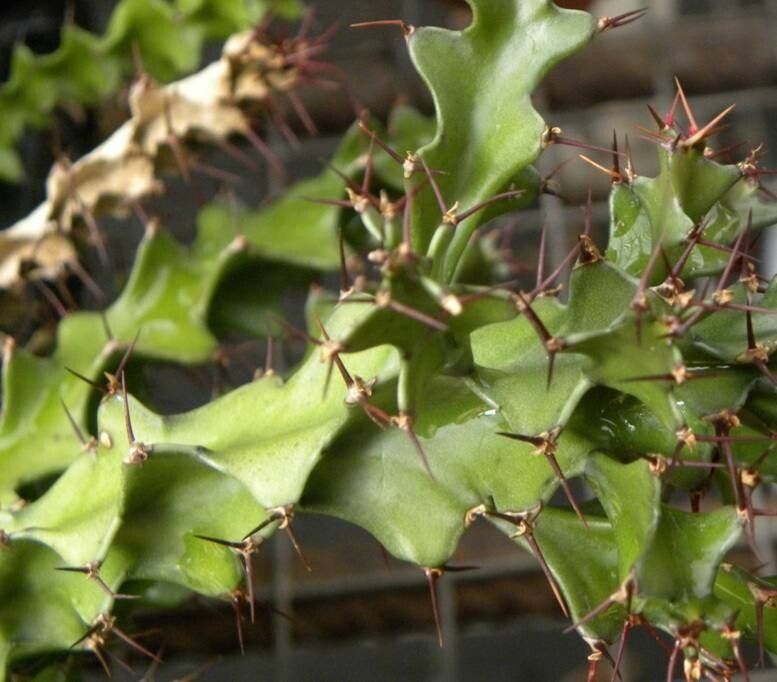 Euphorbia wakefieldii — houseplant care guide