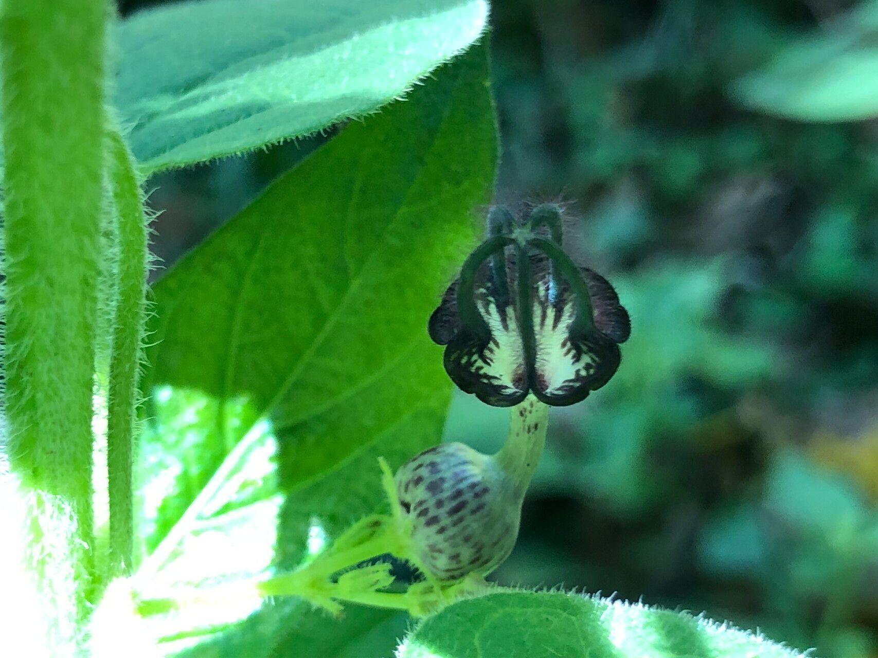 Ceropegia meyeri-johannis flower
