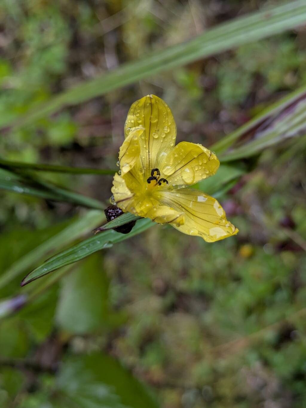 Sisyrinchium chiricanum — search result for 'Sisyrinchium'