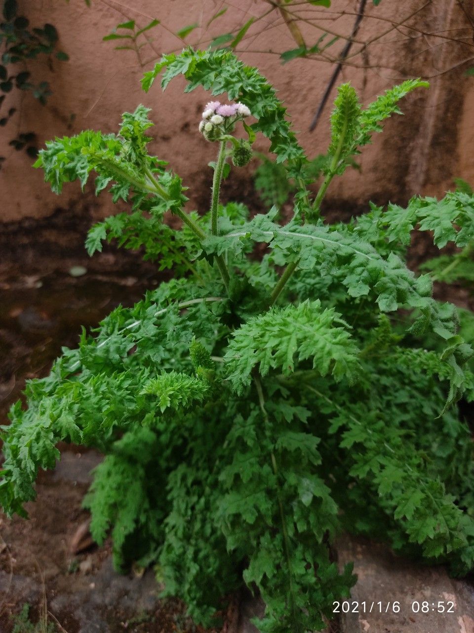 Cyathocline purpurea habit