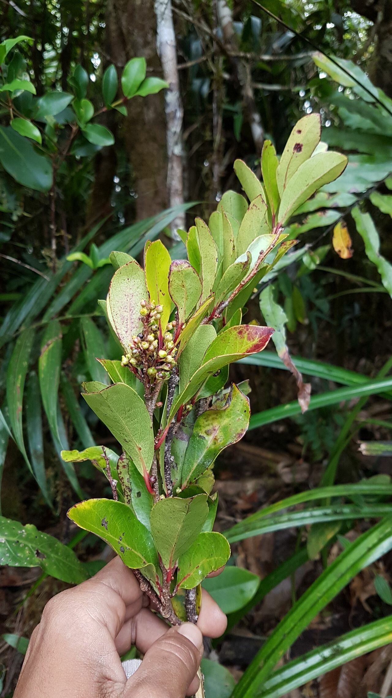 Lasiochlamys mandjeliana — search result for 'Salicaceae'