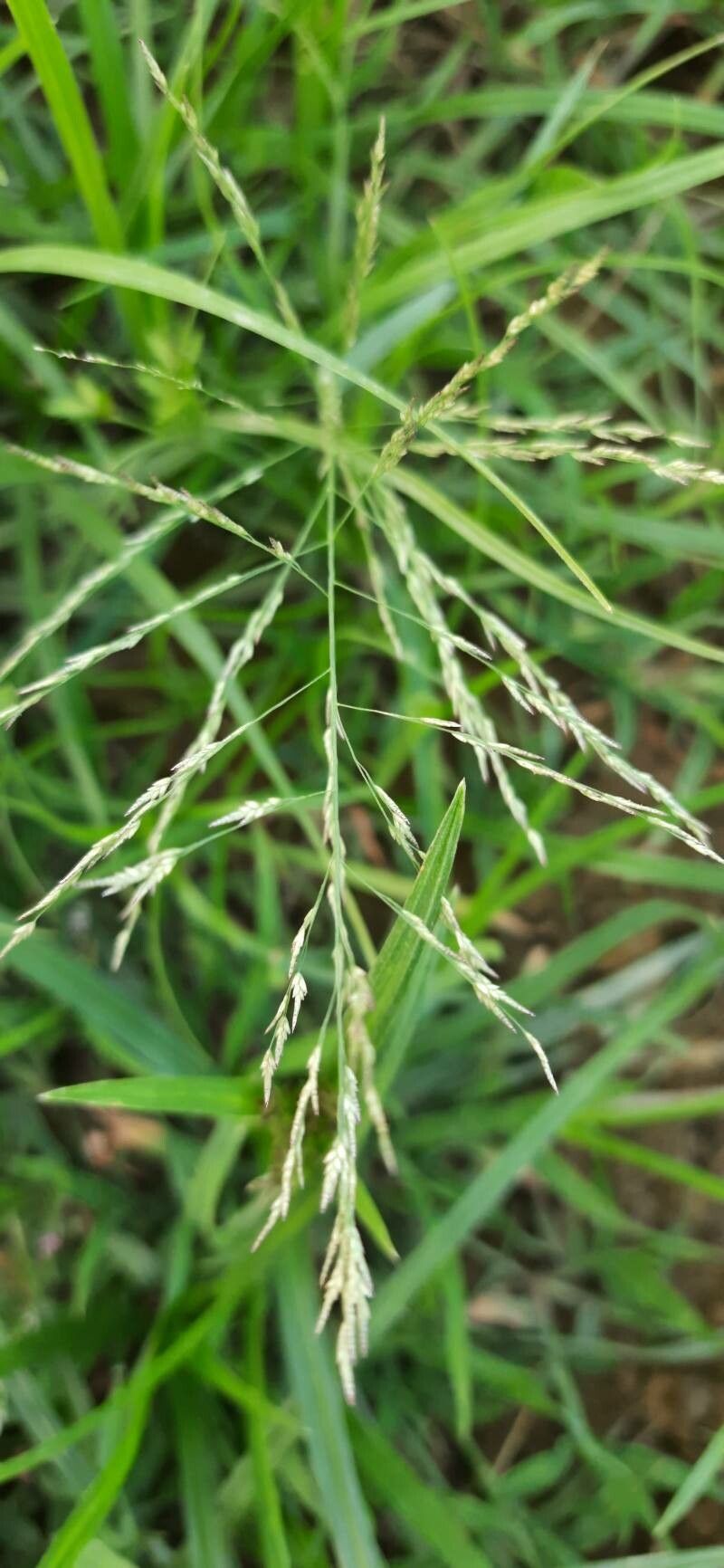 Eragrostis mexicana flower