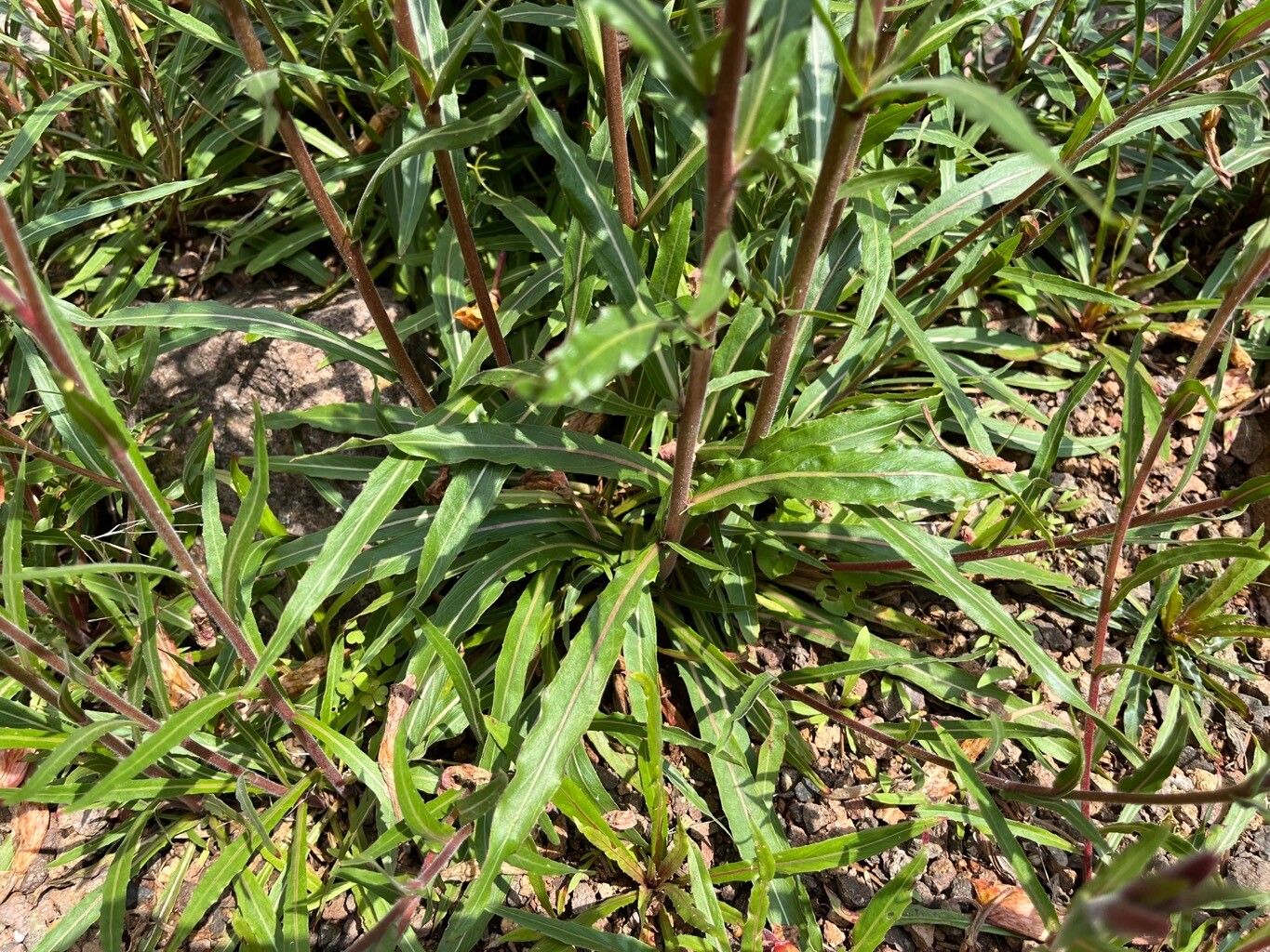 Oenothera odorata leaf