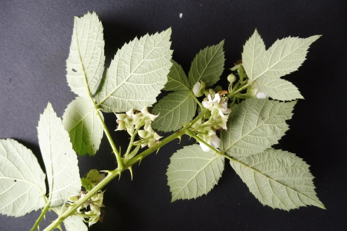 Rubus nemorosus flower
